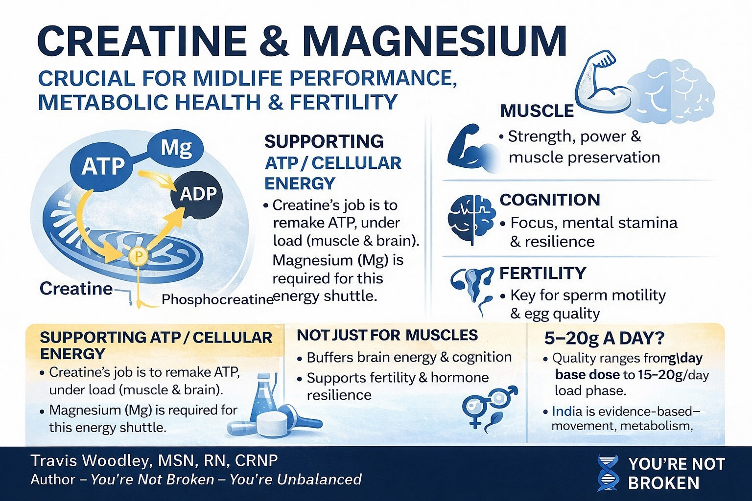 Creatine Unleashed: The Hidden Power Molecule for Muscle, Brain, and Fertility